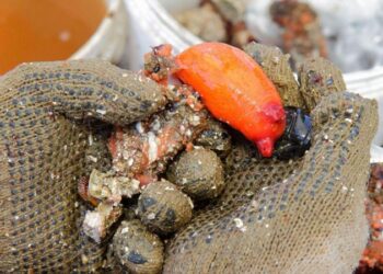 «Es como sumergirse en el mar con la boca bien abierta»: qué es el piure, el marisco «de otro mundo» que gana espacio en la alta cocina de Chile