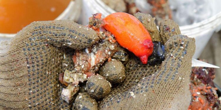 «Es como sumergirse en el mar con la boca bien abierta»: qué es el piure, el marisco «de otro mundo» que gana espacio en la alta cocina de Chile