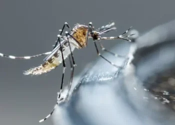 26 de agosto: Día Internacional contra el Dengue