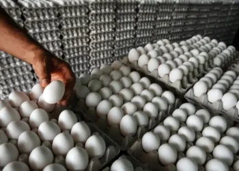 Inespre venderá a 100 pesos el cartón de huevos de productores de Dajabón