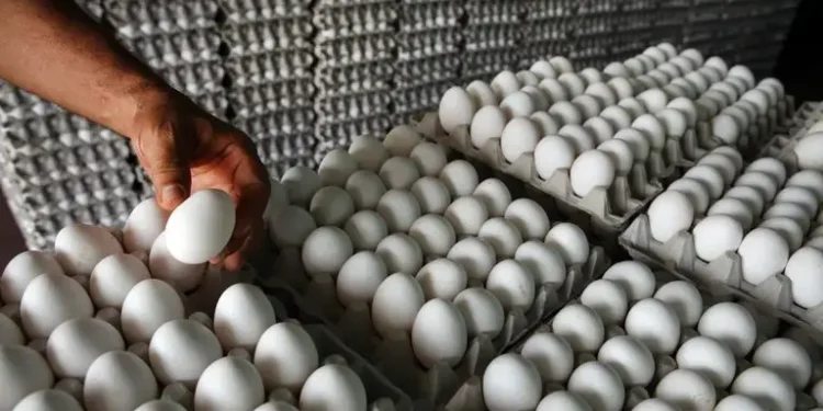 Inespre venderá a 100 pesos el cartón de huevos de productores de Dajabón