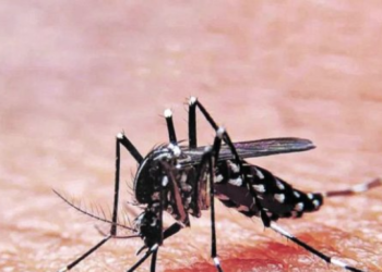 Confirman primer caso de dengue por transmisión intrauterina en República Dominicana