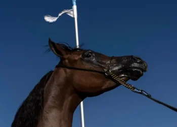 Argentina: alerta por virus que afecta a equinos y humanos