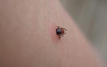 EEUU alerta de enfermedad transmitida por una garrapata a viajeros