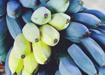 Plátano azul: ¿qué es esta nueva variante frutal de Canarias que sabe a vainilla?