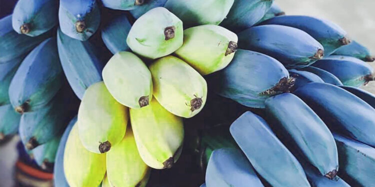 Plátano azul: ¿qué es esta nueva variante frutal de Canarias que sabe a vainilla?