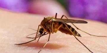 Brasil lanza un plan piloto de inmunización contra el dengue con una vacuna nacional