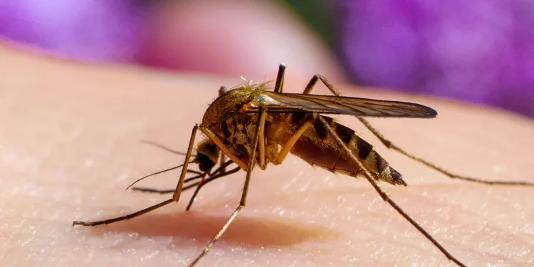 Brasil lanza un plan piloto de inmunización contra el dengue con una vacuna nacional